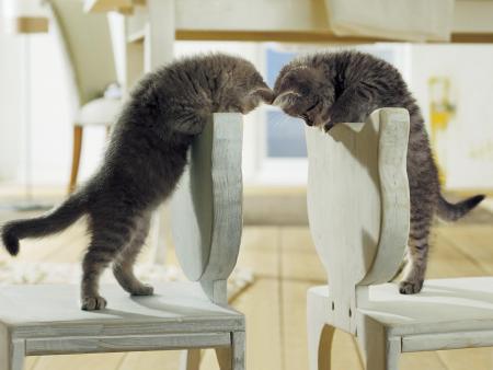 jolie petit chats