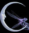 1 fée sur la lune