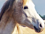 1 cheval