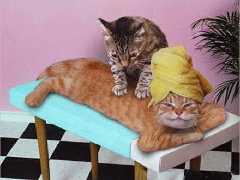 une chatte en train de faire un massage